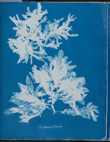 Delesseria sinuosa, 1843 or 1844. Creator: Anna Atkins