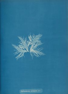 Delesseria sinvosa, var., ca. 1853. Creator: Anna Atkins