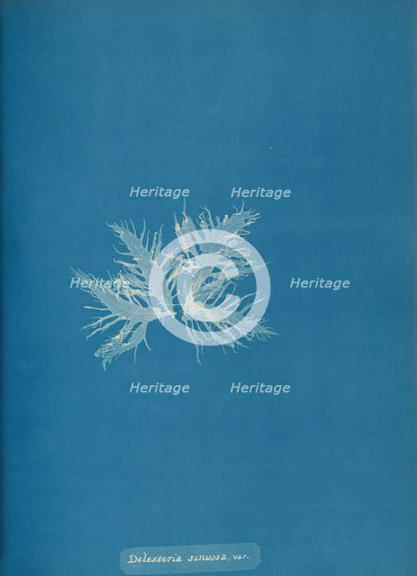 Delesseria sinvosa, var., ca. 1853. Creator: Anna Atkins.