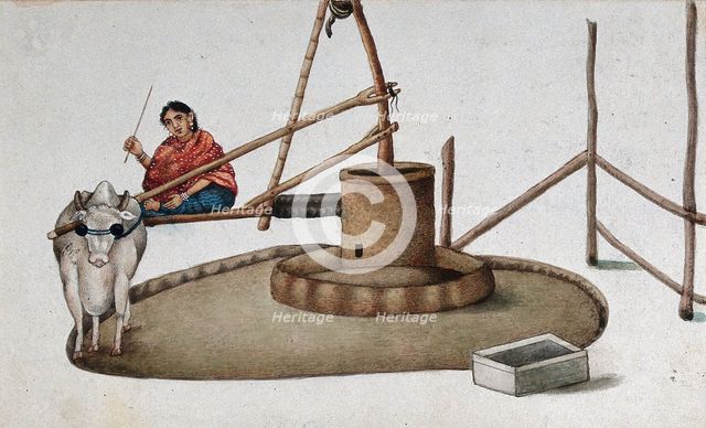 Delhi: a woman making a cow work the oil mill, (between 1800 and 1899?). Creator: Unknown.