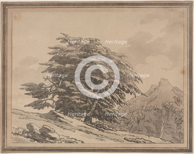 Delineations of the General Character Ramifications and Foliage of Forest Trees: Cedar, 1789. Creator: John Robert Cozens (British, 1752-1797).
