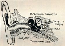 Delicate Mechanism of the Ear c1934