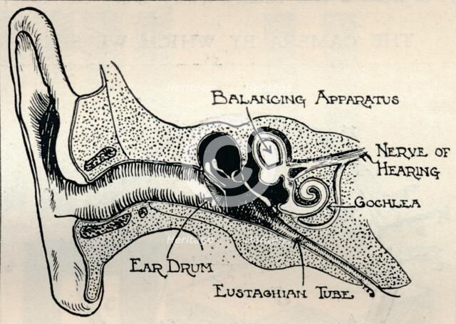 'Delicate Mechanism of the Ear', c1934. Artist: Unknown.