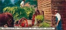 Delivering Tobacco at Curing Barn 1926