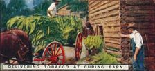 Delivering Tobacco at Curing Barn 1926