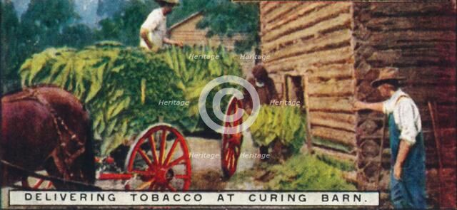 'Delivering Tobacco at Curing Barn', 1926. Artist: Unknown.