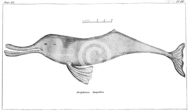 Delphinus Gangeticus (Ganges River Dolphin), 1799. Artist: Unknown