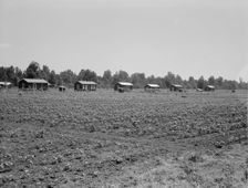 Delta cooperative farm cabins and cotton, Hillhouse, Mississippi, 1937. Creator: Dorothea Lange