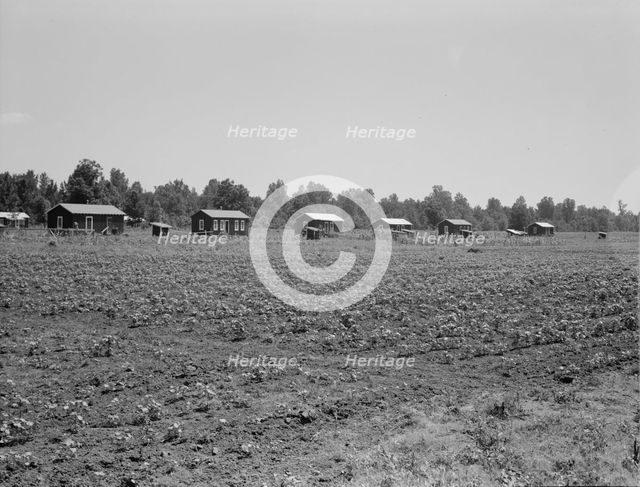 Delta cooperative farm cabins and cotton, Hillhouse, Mississippi, 1937. Creator: Dorothea Lange.