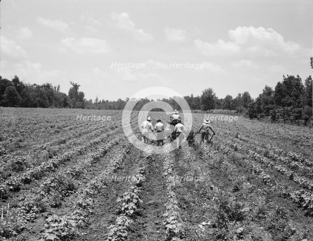 Delta cooperative farm, Hillhouse, Mississippi, 1937. Creator: Dorothea Lange.