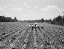 Delta cooperative farm, Hillhouse, Mississippi, 1937. Creator: Dorothea Lange