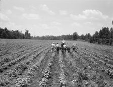 Delta cooperative farm, Hillhouse, Mississippi, 1937. Creator: Dorothea Lange
