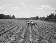 Delta cooperative farm, Hillhouse, Mississippi, 1937. Creator: Dorothea Lange
