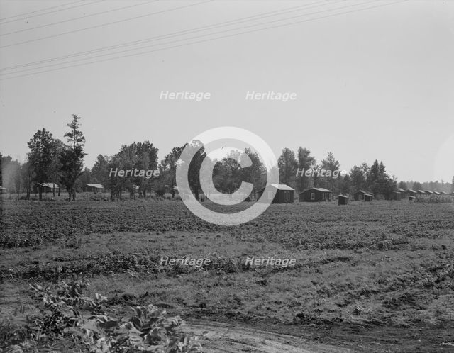 Delta cooperative farms, Hillhouse, Mississippi, 1937. Creator: Dorothea Lange.