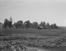 Delta cooperative farms, Hillhouse, Mississippi, 1937. Creator: Dorothea Lange