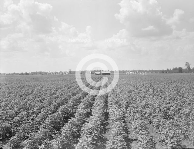 Delta plantation landscape south of Wilson, Arkansas, 1938. Creator: Dorothea Lange.
