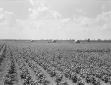 Delta plantation landscape south of Wilson, Arkansas, 1938. Creator: Dorothea Lange