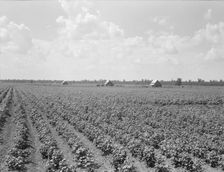 Delta plantation landscape south of Wilson, Arkansas, 1938. Creator: Dorothea Lange