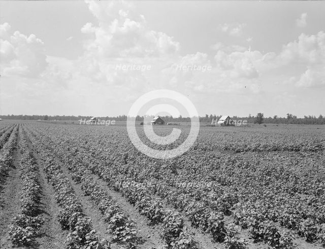 Delta plantation landscape south of Wilson, Arkansas, 1938. Creator: Dorothea Lange.