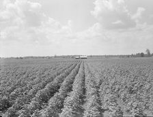 Delta plantation landscape south of Wilson, Arkansas, 1938. Creator: Dorothea Lange