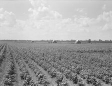Delta plantation landscape south of Wilson, Arkansas, 1938. Creator: Dorothea Lange