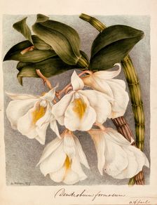 Dendrobium Formosum, c. 1839
