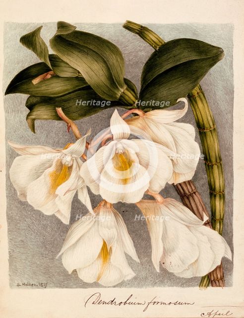 Dendrobium Formosum, c. 1839.