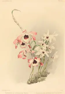 Dendrobium (Hybridium) Venus and Dendrobium (Hybridium) Cassiope. Creator: Joseph Mansell