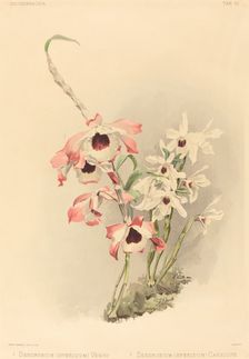 Dendrobium (Hybridium) Venus and Dendrobium (Hybridium) Cassiope. Creator: Joseph Mansell