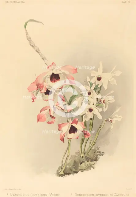 Dendrobium (Hybridium) Venus and Dendrobium (Hybridium) Cassiope. Creator: Joseph Mansell.