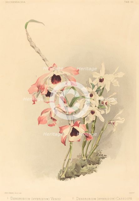 Dendrobium (Hybridium) Venus and Dendrobium (Hybridium) Cassiope. Creator: Joseph Mansell.