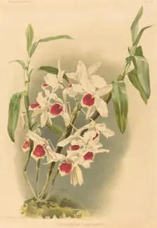 Dendrobium Leechianum. Creator: Joseph Mansell