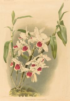 Dendrobium Leechianum. Creator: Joseph Mansell
