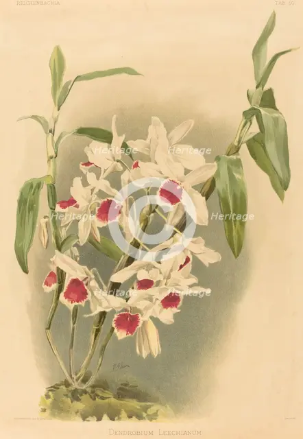 Dendrobium Leechianum. Creator: Joseph Mansell.