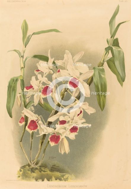 Dendrobium Leechianum. Creator: Joseph Mansell.