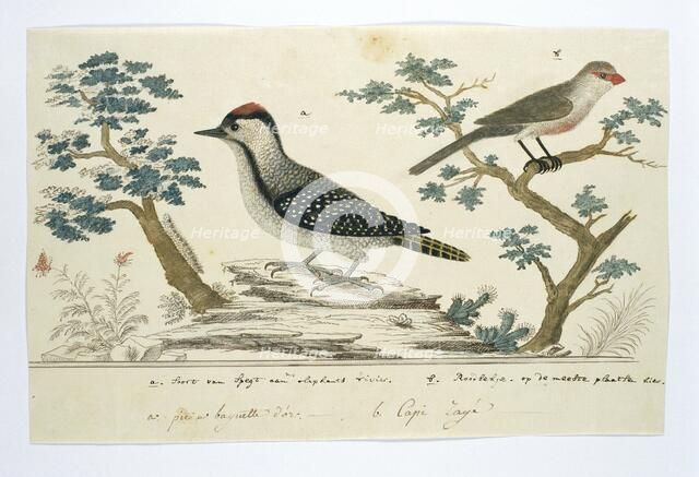 Dendropicos fuscescens (Cardinal woodpecker)and Estrilda astrild (Common waxbill), 1777-1786. Creator: Robert Jacob Gordon.