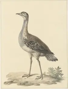 Denhams trap (Neotis Denhami), 1759-1842. Creator: Pieter Bartholomeusz. Barbiers