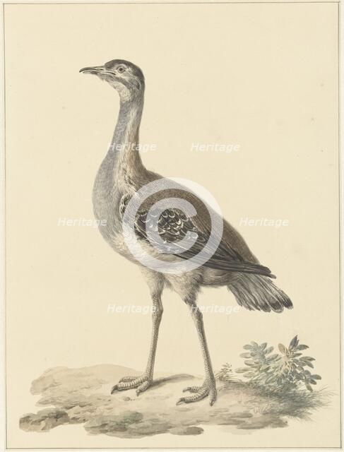 Denhams trap (Neotis Denhami), 1759-1842. Creator: Pieter Bartholomeusz. Barbiers.