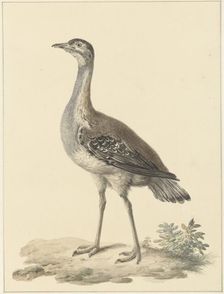 Denhams trap (Neotis Denhami), 1759-1842. Creator: Pieter Bartholomeusz. Barbiers