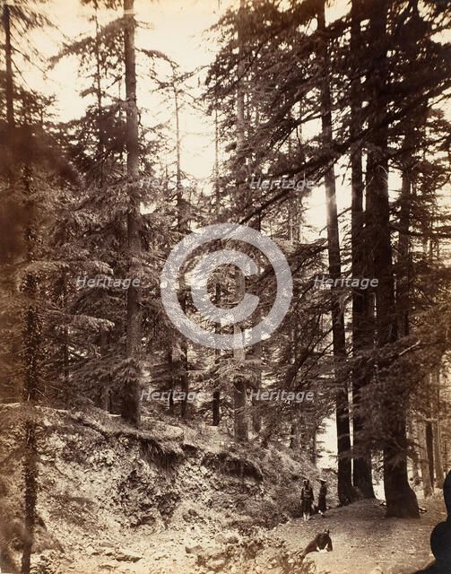 Deodars at Annandale, Simla, 1858-61. Creator: Unknown.