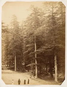 Deodars at Annandale, Simla, 1858-61. Creator: Unknown