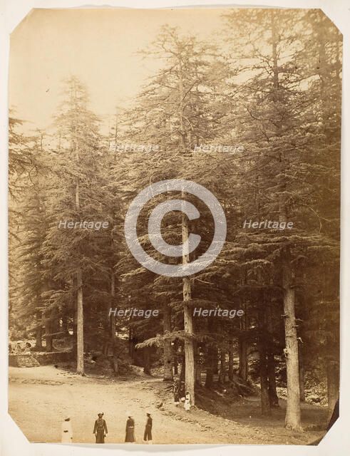 Deodars at Annandale, Simla, 1858-61. Creator: Unknown.