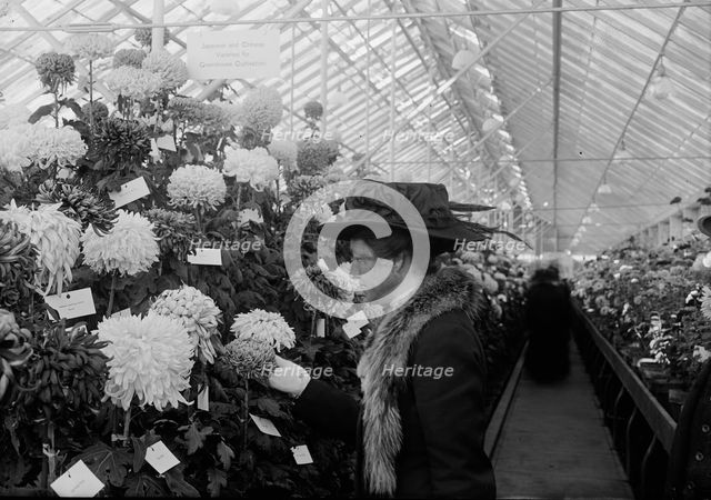 Department of Agriculture Chrysanthemum Show, 1917. Creator: Harris & Ewing.