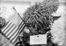 Department of Agriculture Chrysanthemum Show, 1917. Creator: Harris & Ewing