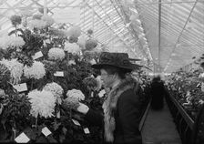 Department of Agriculture Chrysanthemum Show, 1917. Creator: Harris & Ewing