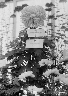 Department of Agriculture Chrysanthemum Show, 1917. Creator: Harris & Ewing