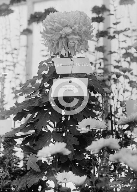 Department of Agriculture Chrysanthemum Show, 1917. Creator: Harris & Ewing.