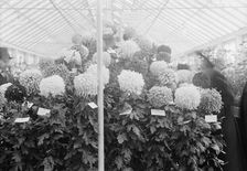 Department of Agriculture Chrysanthemum Show, 1917. Creator: Harris & Ewing