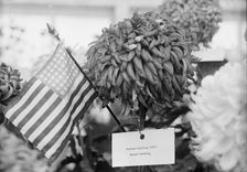 Department of Agriculture Chrysanthemum Show, 1917. Creator: Harris & Ewing