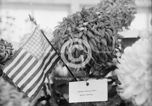Department of Agriculture Chrysanthemum Show, 1917. Creator: Harris & Ewing.